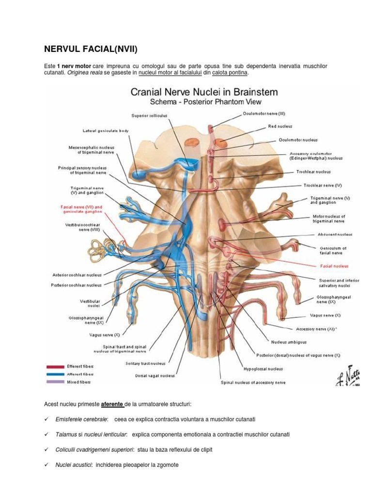 Nervul Facial | PDF