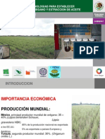 2.tecnicas y Tecnologias para Establecer Plantaciones de Oregano y Extraccion de Aceite