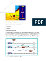 Sintesa Protein