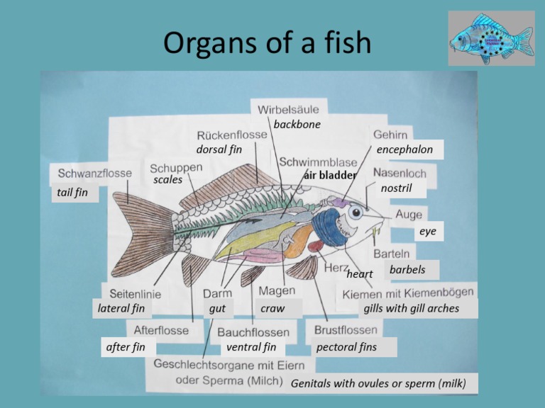 Anatomy of Fish Organs Explained | PDF