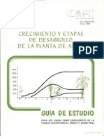 Crecimiento y Etapas de Desarrollo de La Planta de Arroz