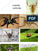 Filo Arthropoda Arachnida