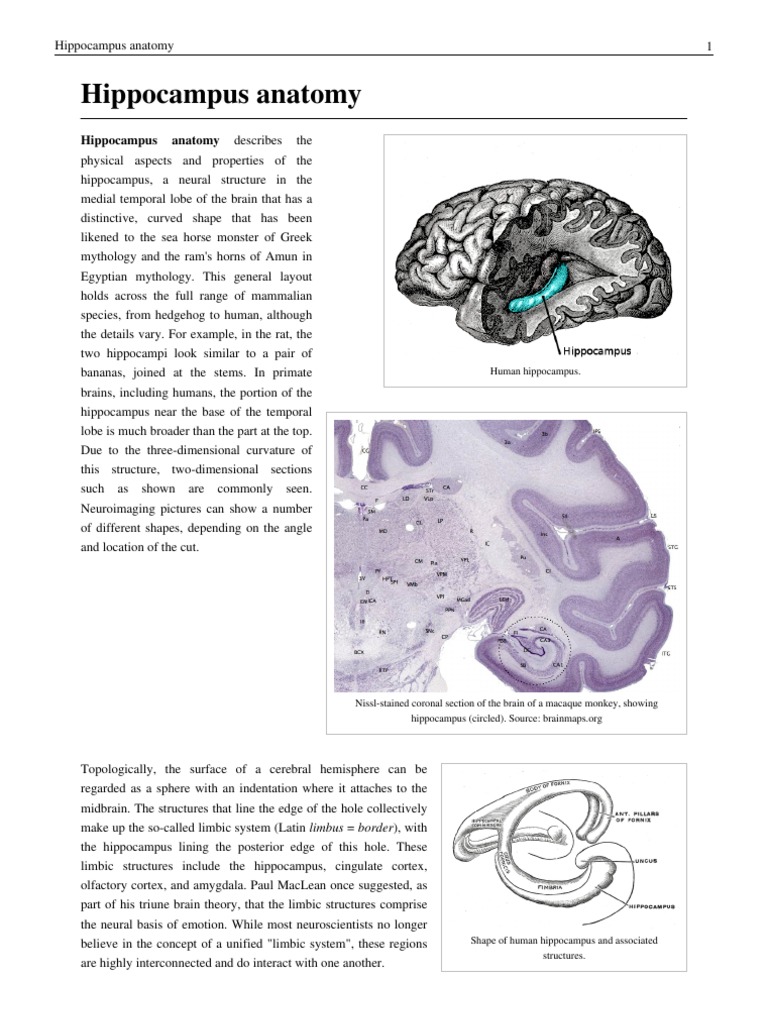 Hippocampus Anatomy | PDF | Hippocampus Anatomy | Hippocampus
