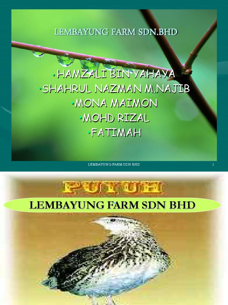 Pitching Puyuh Pdf