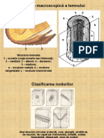 Structura Macroscopică A Lemnului