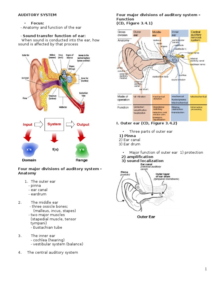 Auditory | PDF | Ear | Vertigo