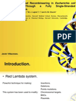 Lambda Red Recombineering in Escherichia Coli Occurs Through A Fully Single-Stranded Intermediate