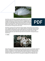 Download Burung Merak by Muhammad Nasuha SN114341393 doc pdf