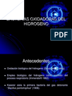 Bacterias Oxidadoras Del Hidrogeno