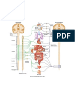 Autonomic Nervous System