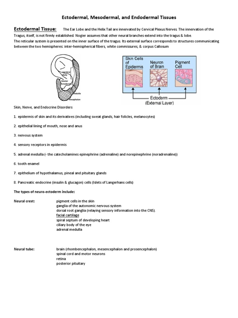 Ectoderm, Mesoderm, Endoderm Overview | PDF | Epithelium | Adrenal Gland