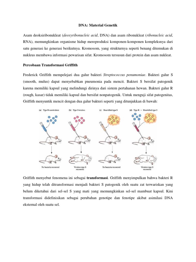 Komposisi Dan Struktur Dari Dna Dan Rna | PDF | Sains & Matematika
