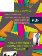 Sistema Excretor y Sistema Reproductor Masculino