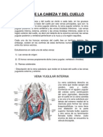 Venas de La Cabeza y Del Cuello Arreglad