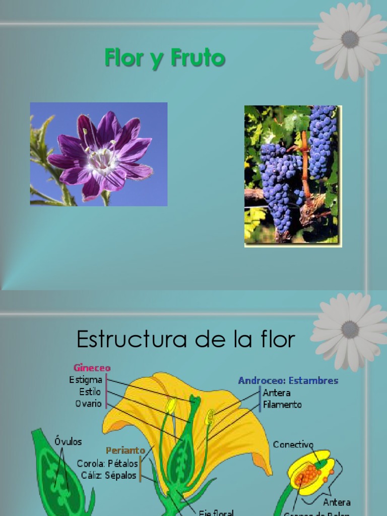 Flor y Fruto | PDF | Fruta | Flores