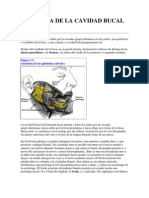 ANATOMÍA DE LA CAVIDAD BUCAL