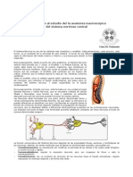 Neuroanatomia Ufro