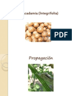 Macadamia (Integrifolia)
