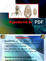 Hipodermatosis Bovina