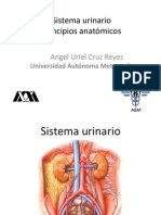 Anatomia Sistema Urinario