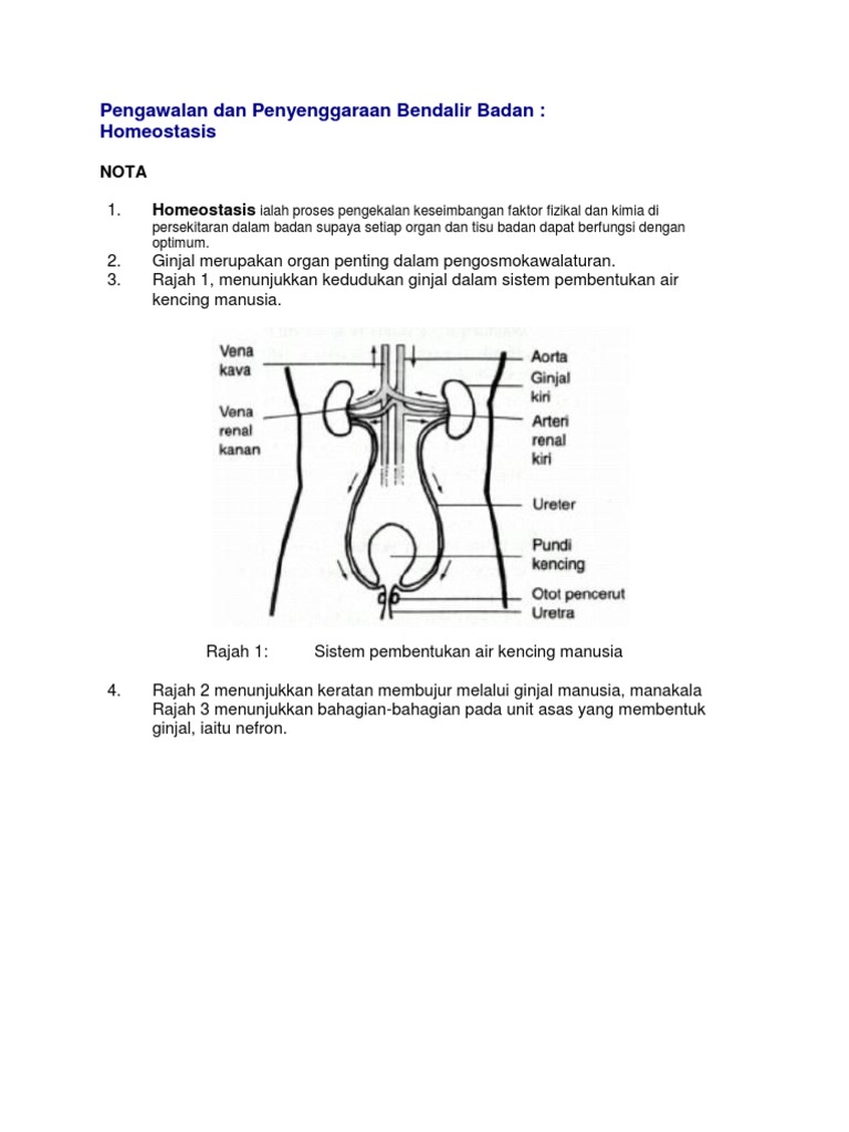 Homeostasis Pdf