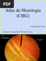 Lâminas de Tecido Muscular