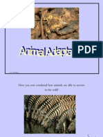 Animal Adaptations