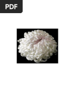 CHRYSANTHEMUM