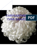 CHRYSANTHEMUM