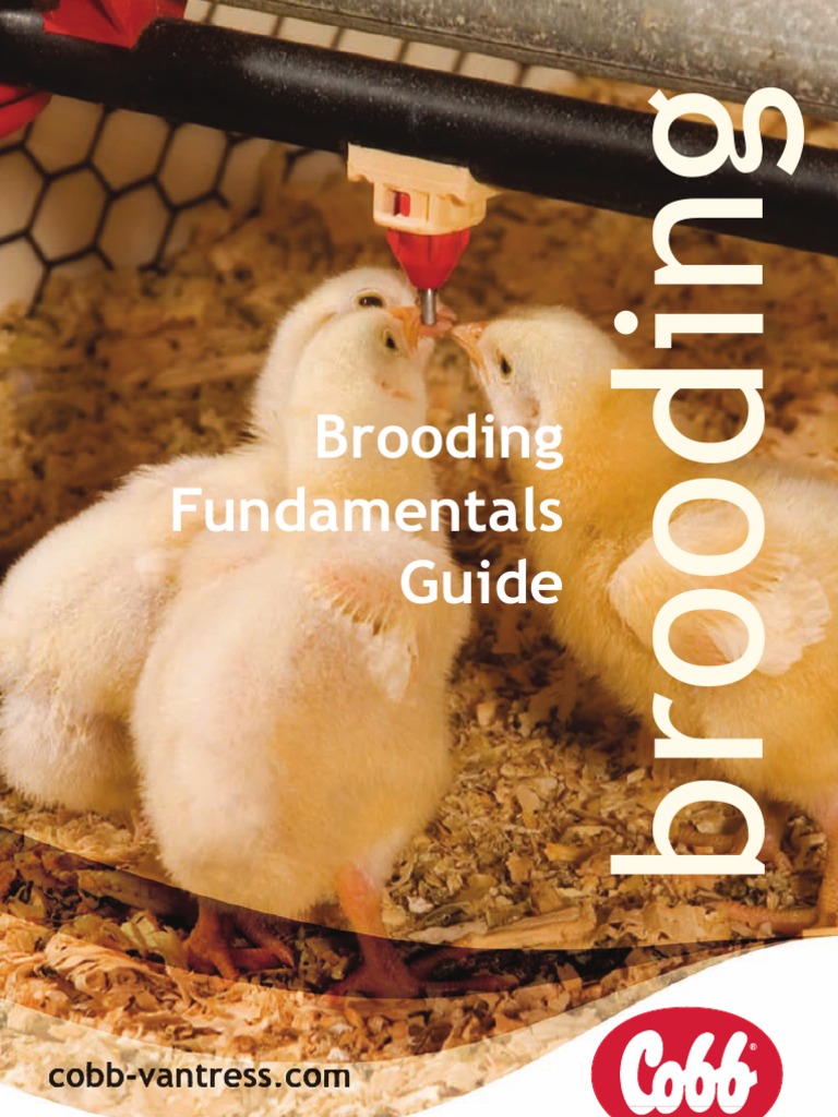 COBB Brooding Guide | PDF | Ventilation (Architecture) | Atmosphere Of ...