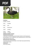 Download Aves Ragunan Baru by anon_208692706 SN115082728 doc pdf