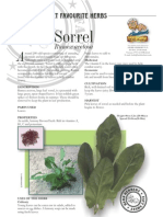 Sorrel