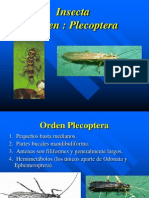 Chapter 21 Plecoptera - Embiidina