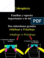 Chapter 29 Coleoptera - Families