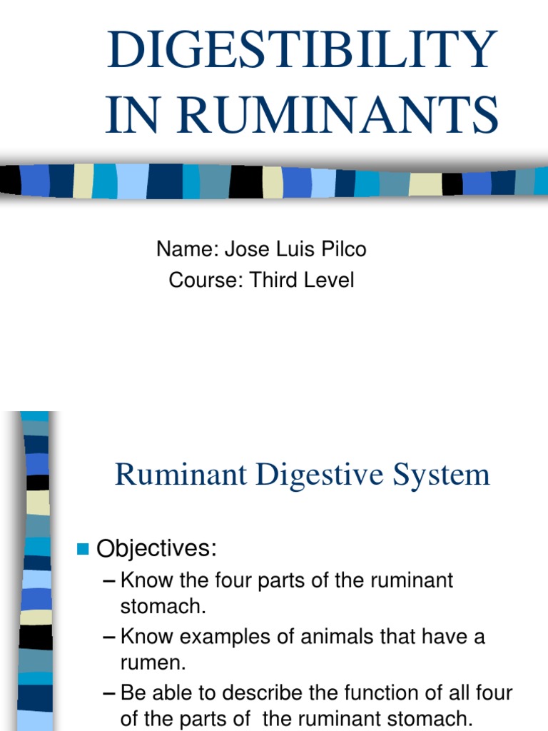 Ruminant Digestive System Basics | PDF