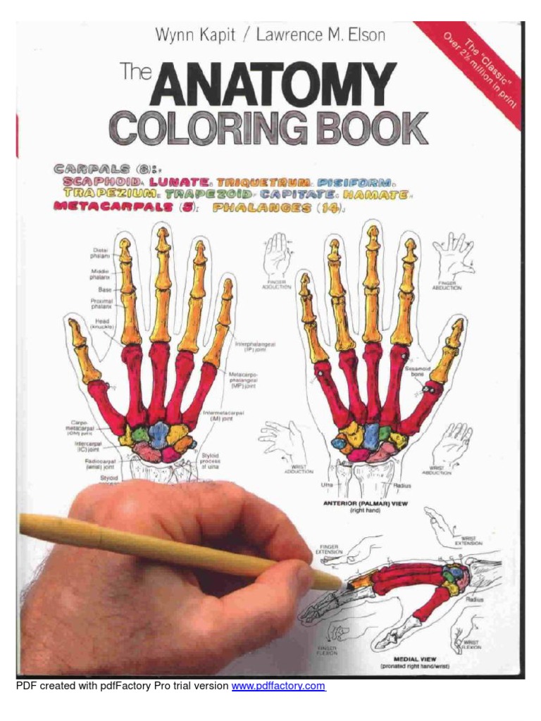 Anatomy Coloring Book PDF Computer Graphics Sources