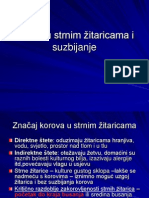 Korovi U Strnim Žitaricama