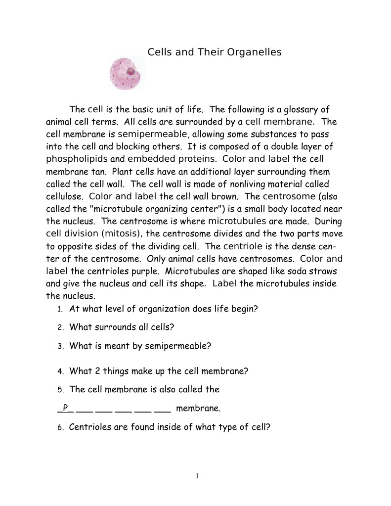 Cells and Organelles Ws 2011 | PDF | Endoplasmic Reticulum | Cell (Biology)