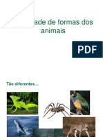 Forma Corpo Dos Animais