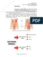 Contenido 3.1.1. Anatomia Sistema Renal