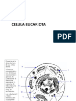 7. Ok Cel Eucariot Hasta Nucleo Alimnos