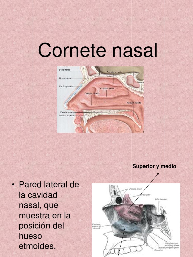 Nasal