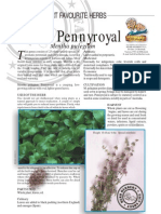 Mint Pennyroyal