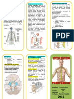 Triptico Sistema Nervioso