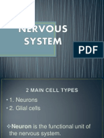 Anatomy Ns&Cvs