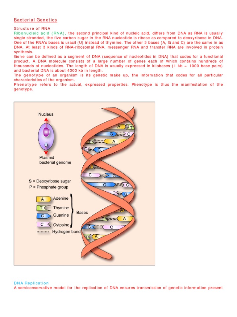 Overview of Bacterial Genetics | PDF | Polymerase Chain Reaction ...