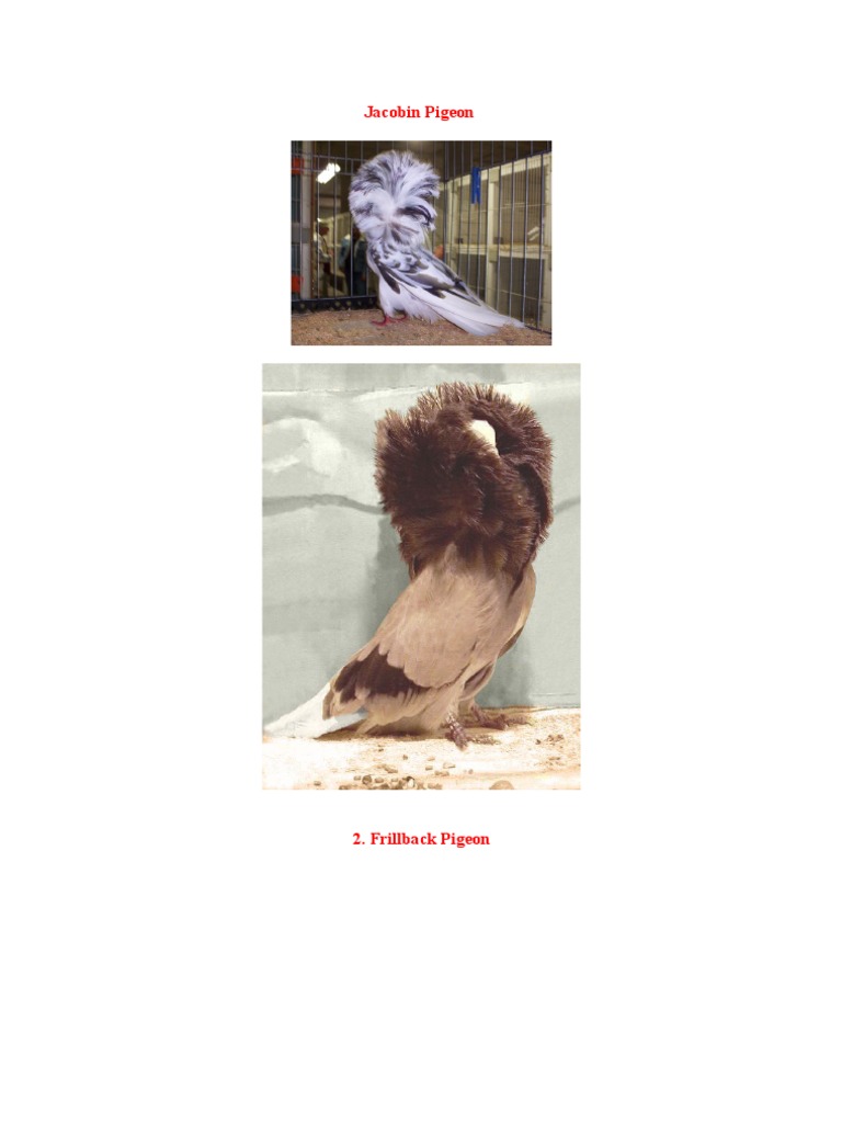 Jacobin Pigeon