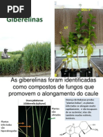 AulaGiberelinas26.09.2012ProfMarceloRogalski