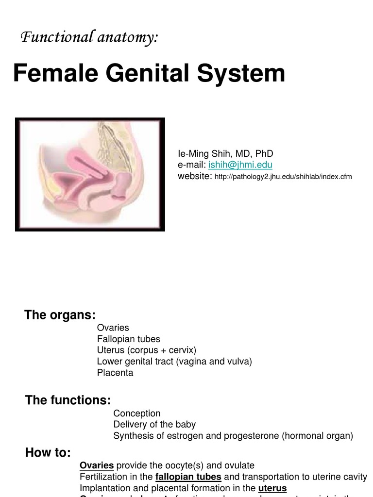 Functional Anatomy of Female Genital Tract | PDF | Ovary | Implantation ...