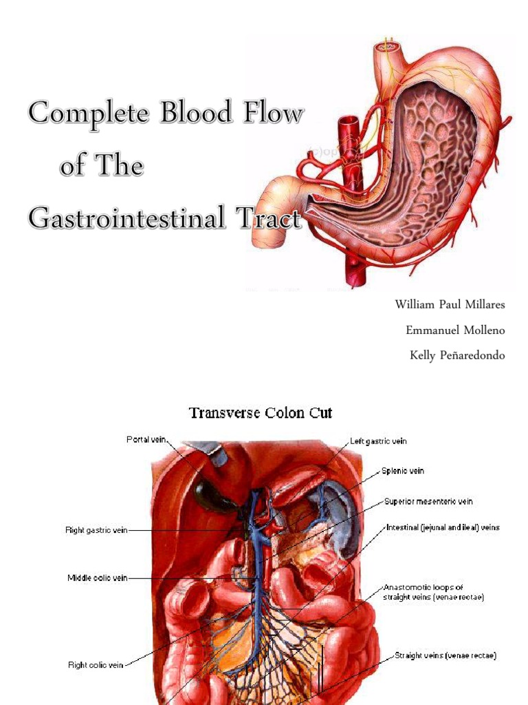 Blood Flow in the Gastrointestinal Tract | PDF | Wellness